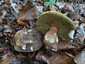 Bronzos vargánya (Boletus aereus), Őrség